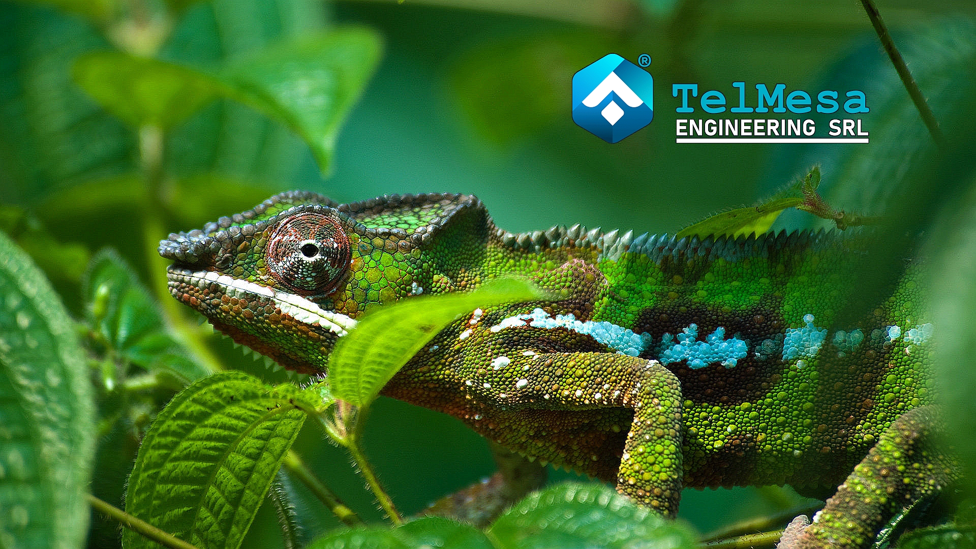 TelMesa - Your scout through the jungle of Digital Transformation